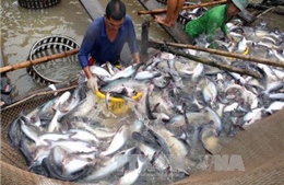 Trung Quốc có thể trở thành thị trường nhập khẩu cá tra lớn nhất của Việt Nam